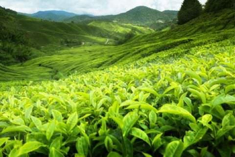 The Birth of Ceylon Tea